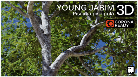 Young Jabim Tree (Piscidia piscipula)