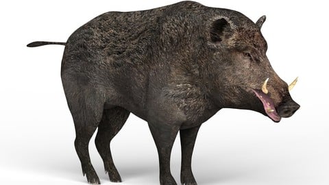 Wild Boar 3D Model