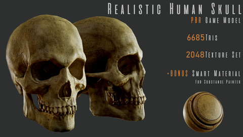 Realistic Human Skull - PBR Game Model + Smart Material