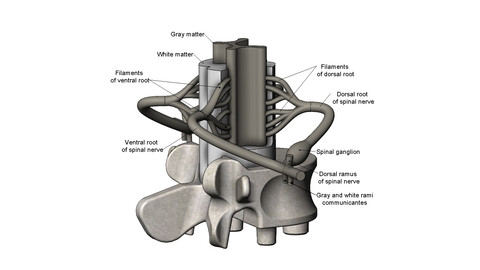Simplified spinal cord cross section 3D print model