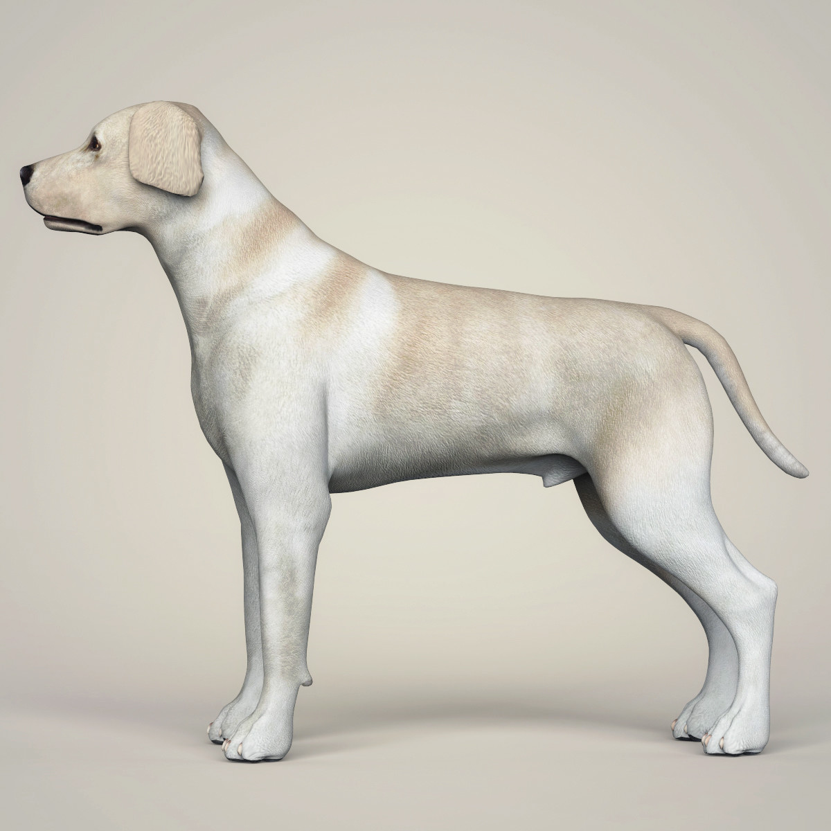 ArtStation - Realistic 3D Dog Collection | Resources