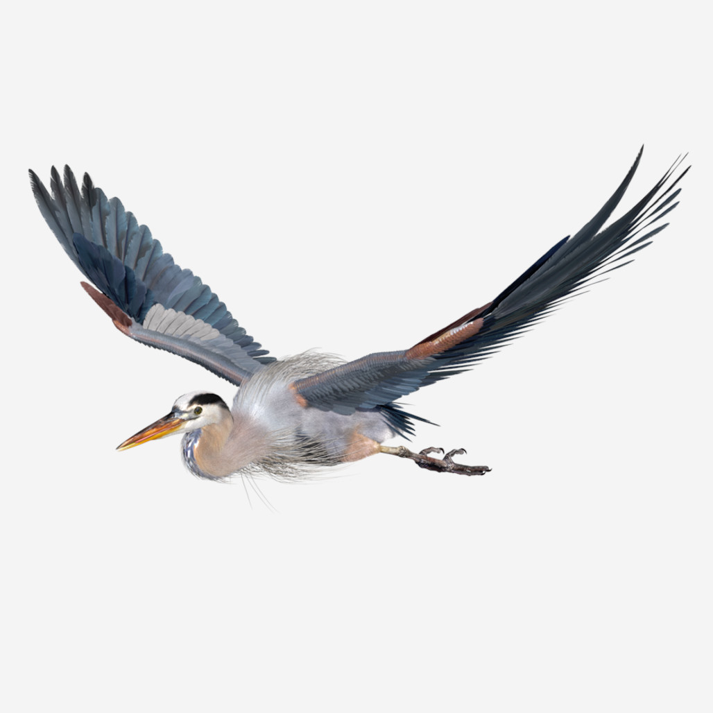 ArtStation - 3D Animal | Great Blue Heron | Resources