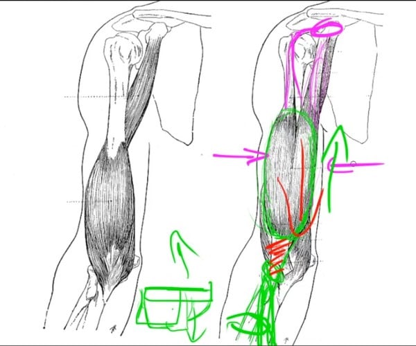 Artstation Bicep Tricep Anatomy For Sculptors Tutorials