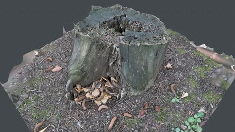 Photoscan_Broken Tree_0003_only HighPoly Mesh (16K Texture)