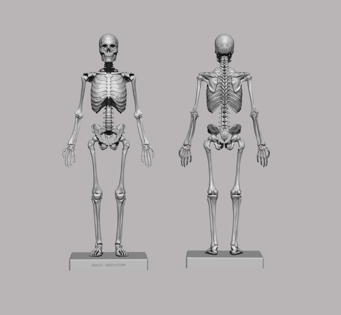 ArtStation 3D Printable Anatomical Human Skeleton (STL) Resources