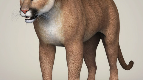 Photorealistic Wild Cougar