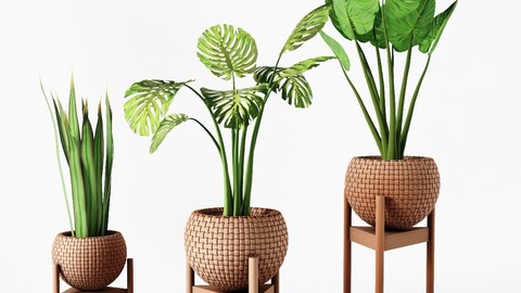 set vases-No2- wicker Vase by 3 plant