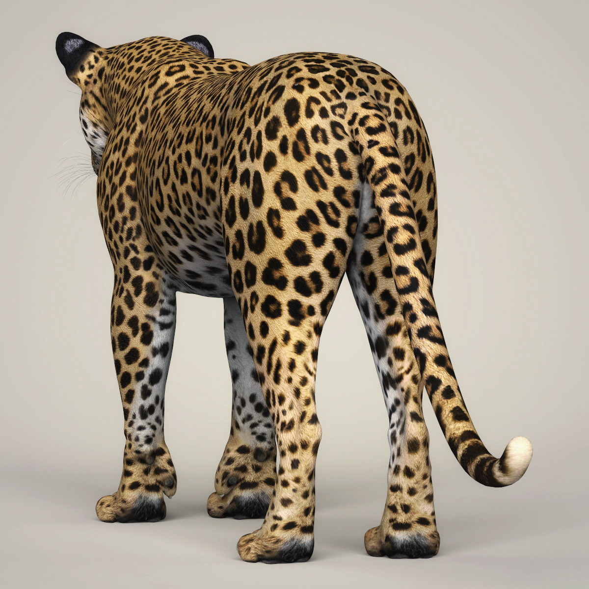 Leopard model