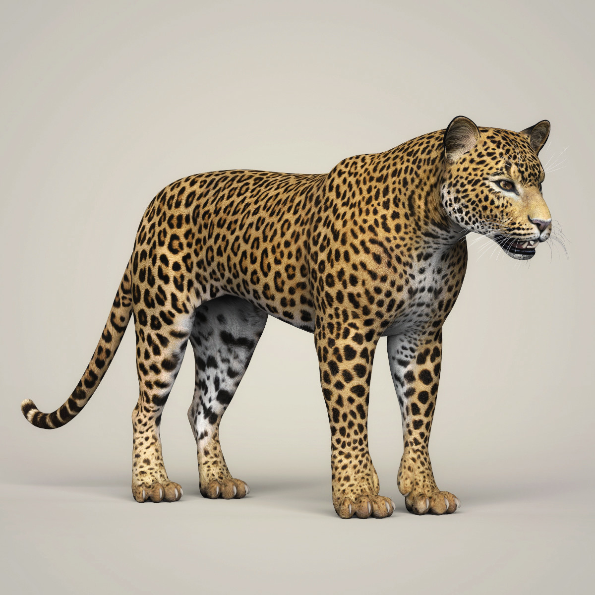 ArtStation - Photorealistic Wild Leopard 3D Model | Resources