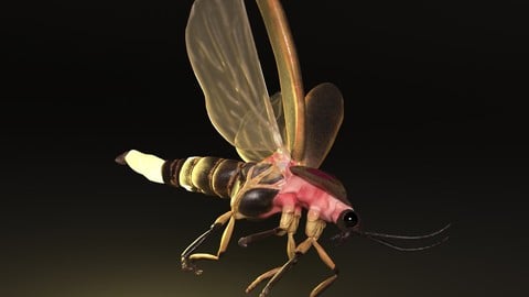 Firefly like insect 3D model (for education/experimentation purposes)