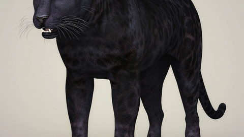 Photorealistic Wild Panther