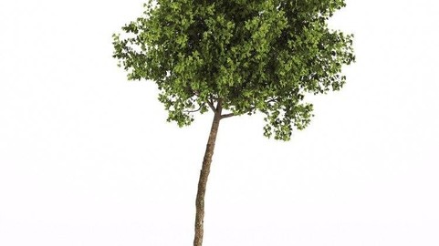 60 Min SpeedTree Tutorial(photogrametri)