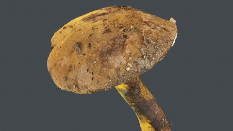 Photoscan_Mushroom_0012_only HighPoly Mesh (16K Texture)