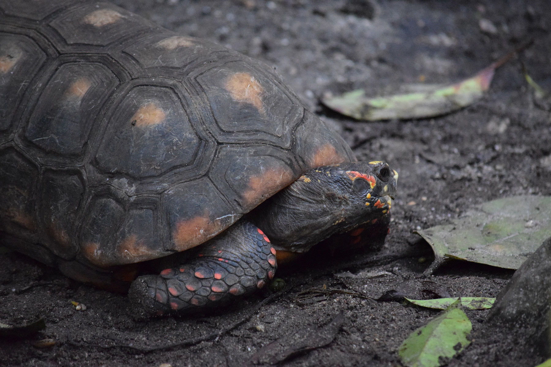 ArtStation - Reference: Animal Pack Two 500 | Resources