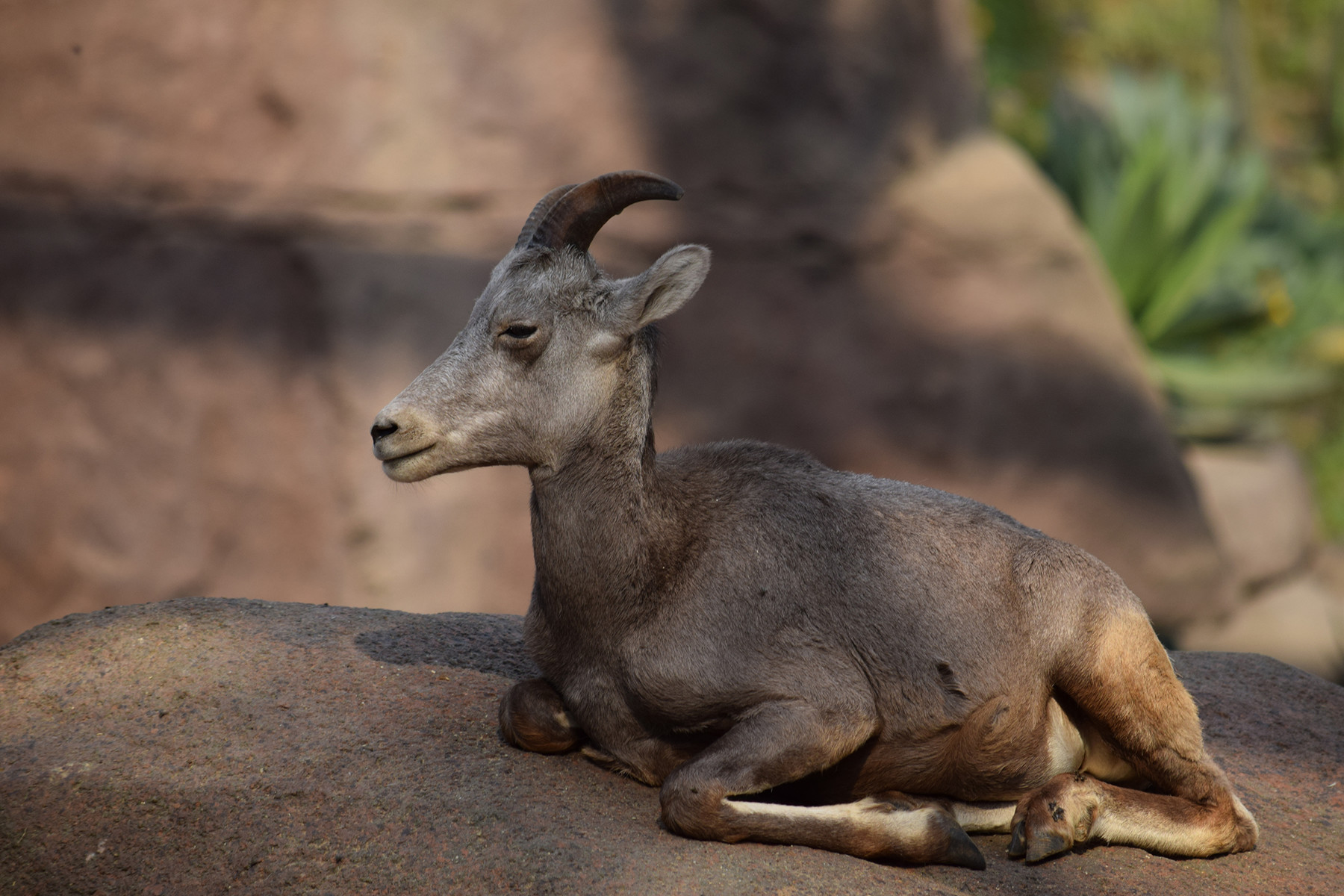 ArtStation - Reference: Animal Pack Two 500 | Resources