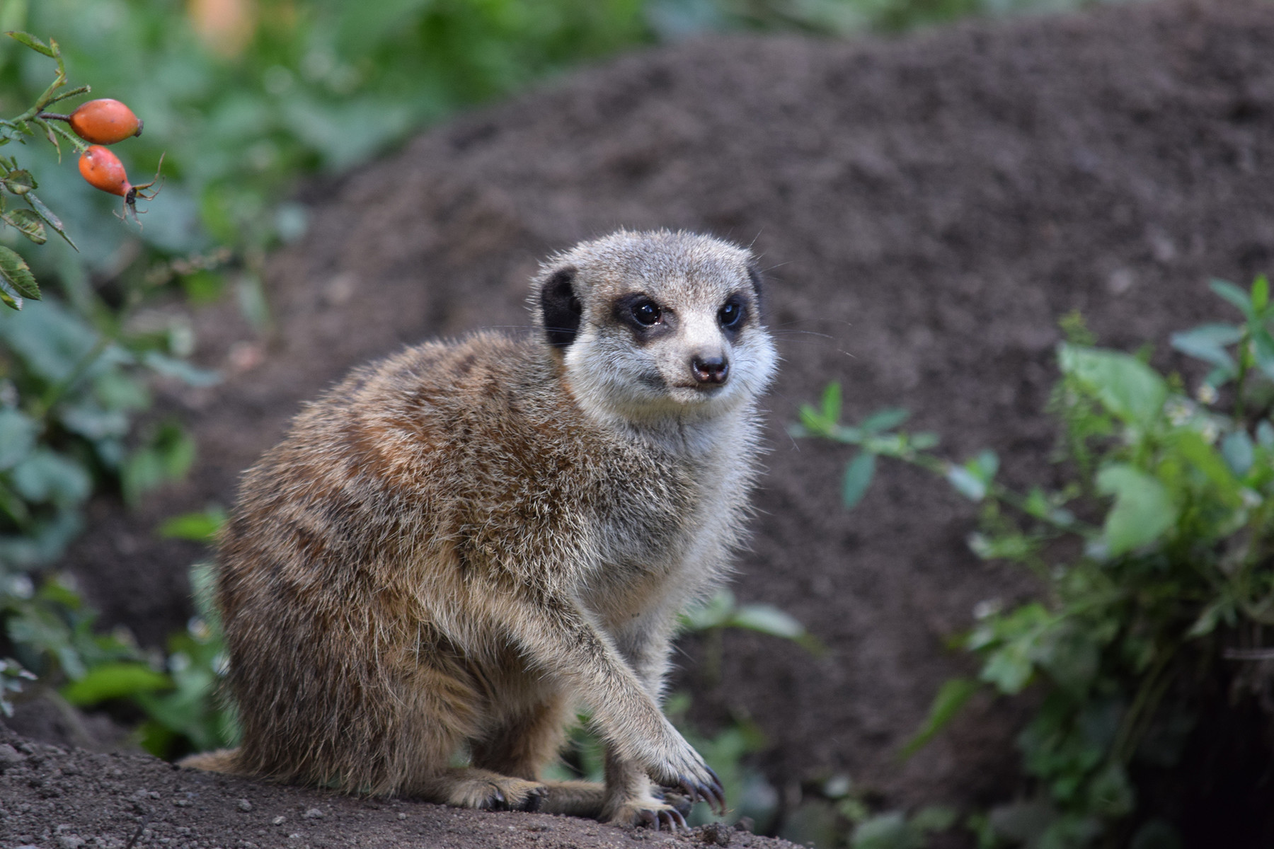 ArtStation - Reference: Animal Pack Two 500 | Resources