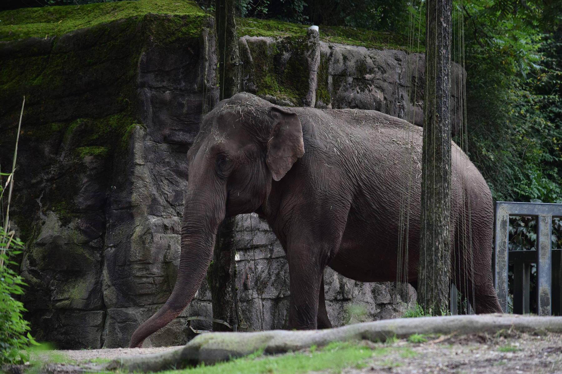 ArtStation - Reference: Animal Pack Two 500 | Resources