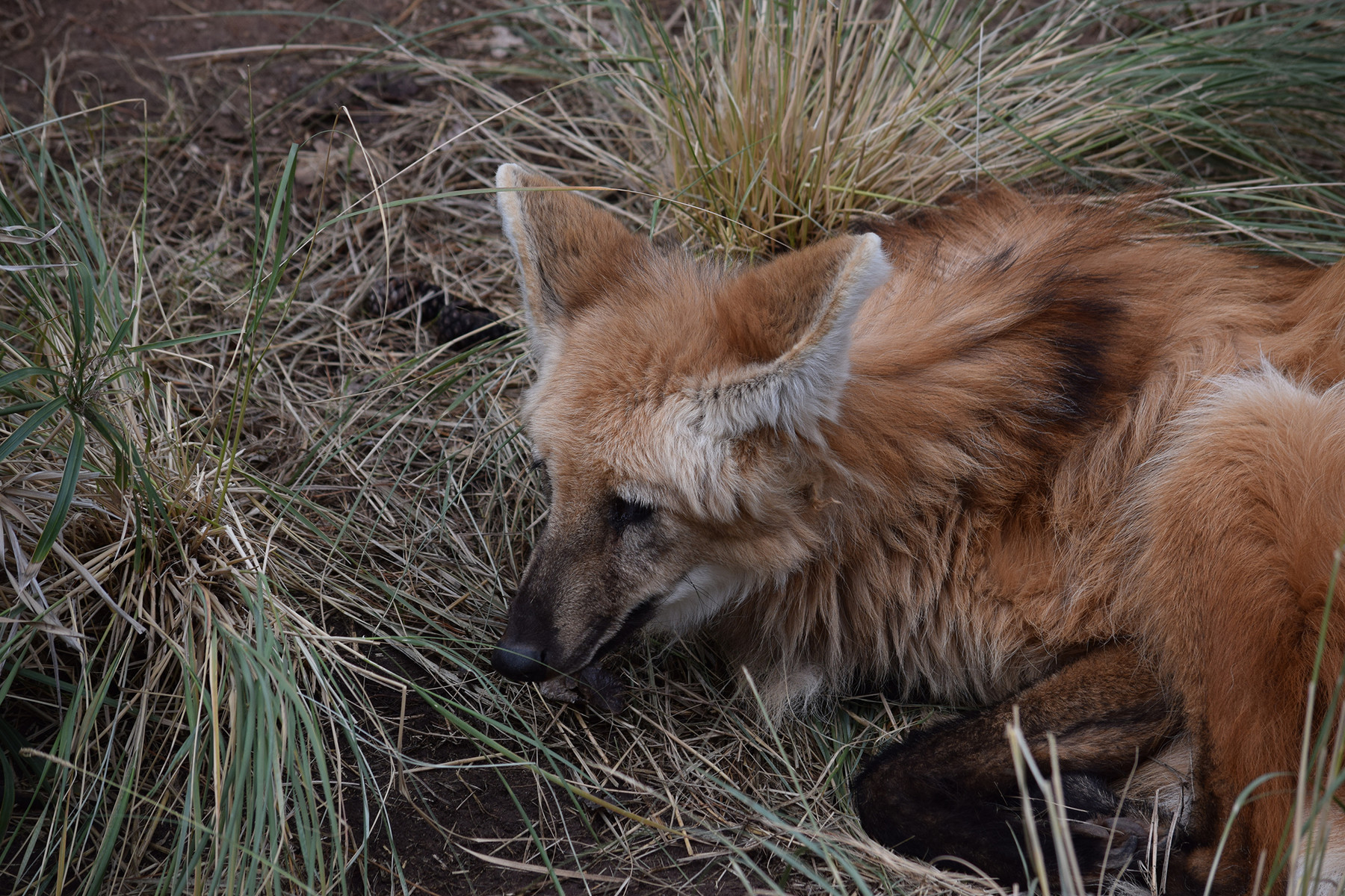 ArtStation - Reference: Animal Pack Two 500 | Resources