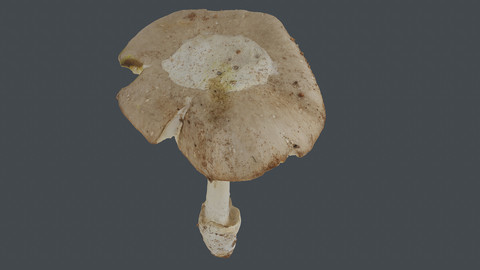 Photoscan_Mushroom_0013_only HighPoly Mesh (16K Texture)