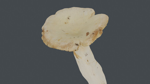 Photoscan_Mushroom_0016_only HighPoly Mesh (16K Texture)