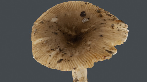 Photoscan_Mushroom_0018_only HighPoly Mesh (16K Texture)