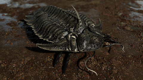 Trilobite 05 - Hoplolichas Furcifer