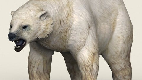 Polar Bear