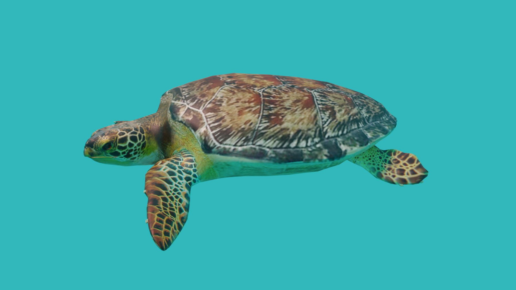 Черепаха 3 д модель. Модель черепахи. черепаха 3d модель. морская черепаха 3д модель. черепаха логгерхед 3д модель.