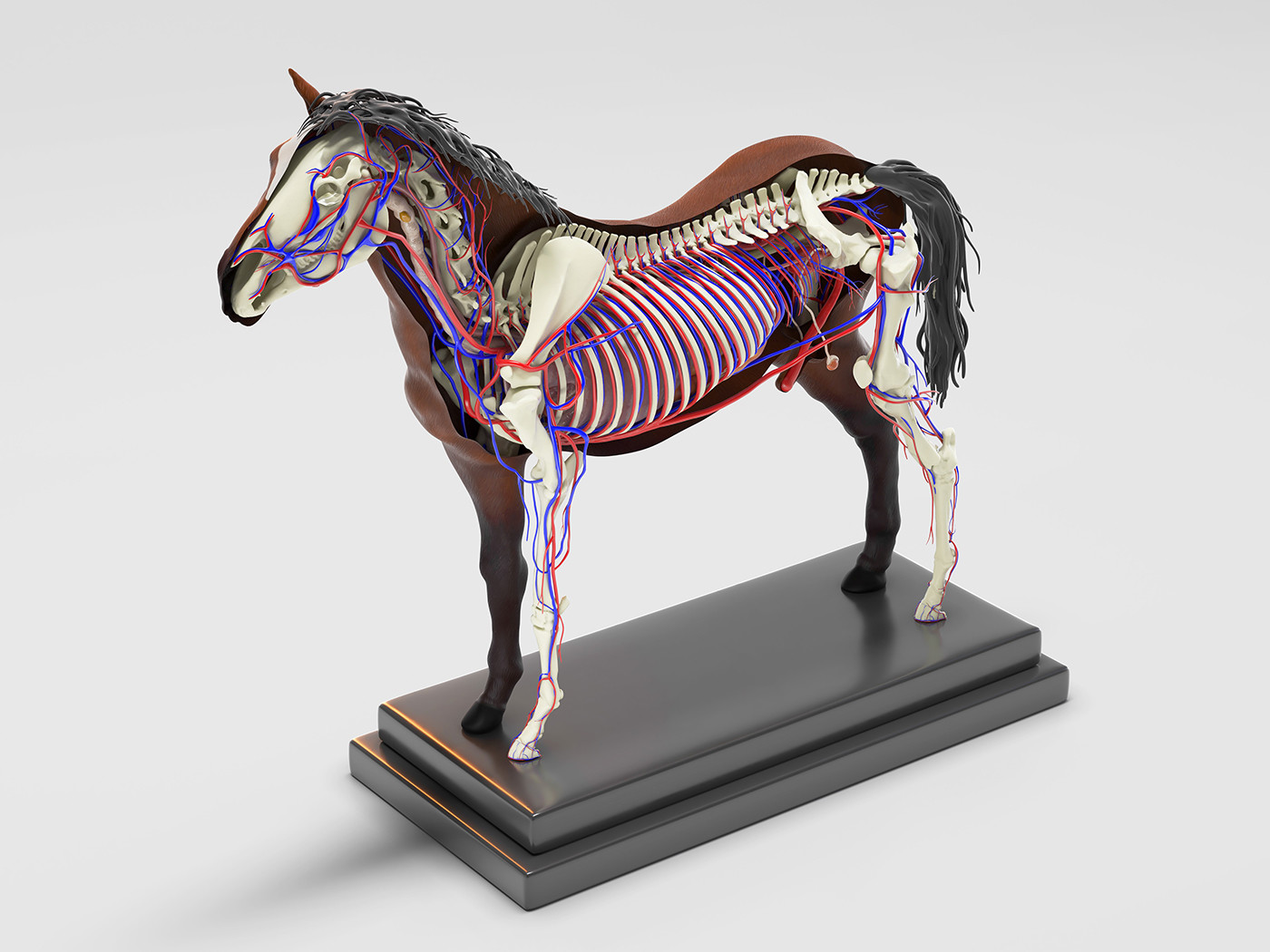 ArtStation - Horse Anatomy with internal organs - 4k textures 3D model