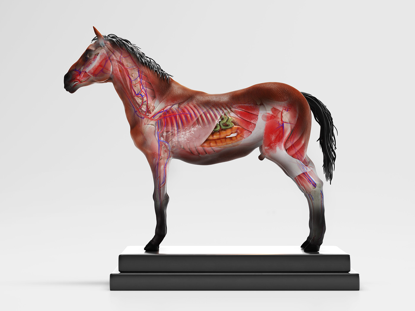 ArtStation - Horse Anatomy with internal organs - 4k textures 3D model