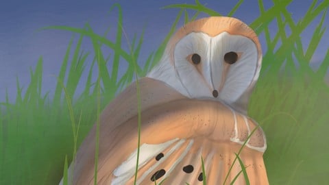 Willow the Barn Owl