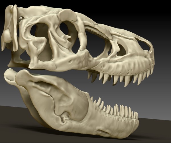 ArtStation - Tarbosaurus Skull Sculpt Project | Game Assets