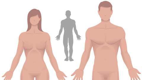 Male and Female Vector Simple Anatomy