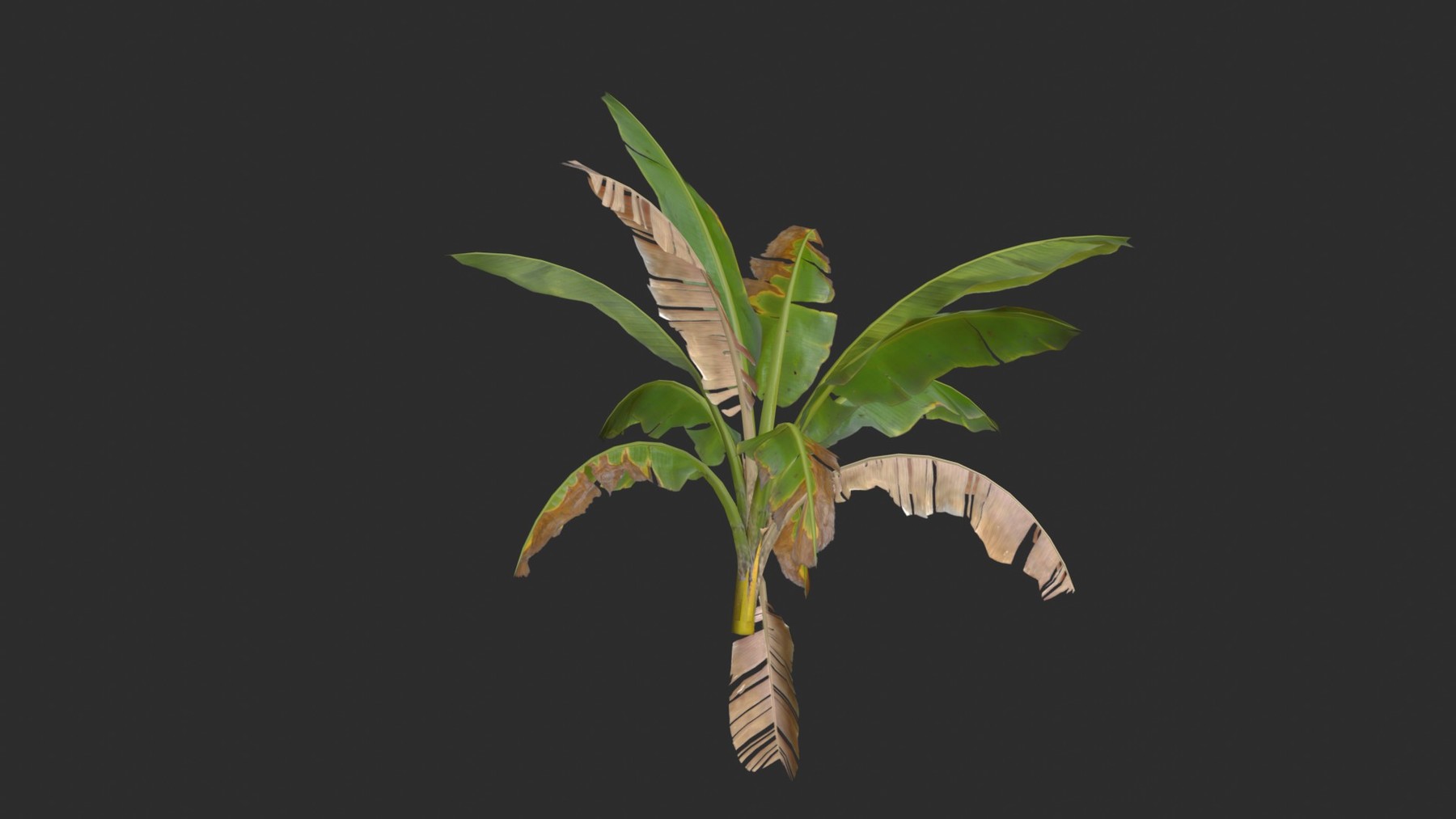 ArtStation - Banana Trees Collection | Game Assets