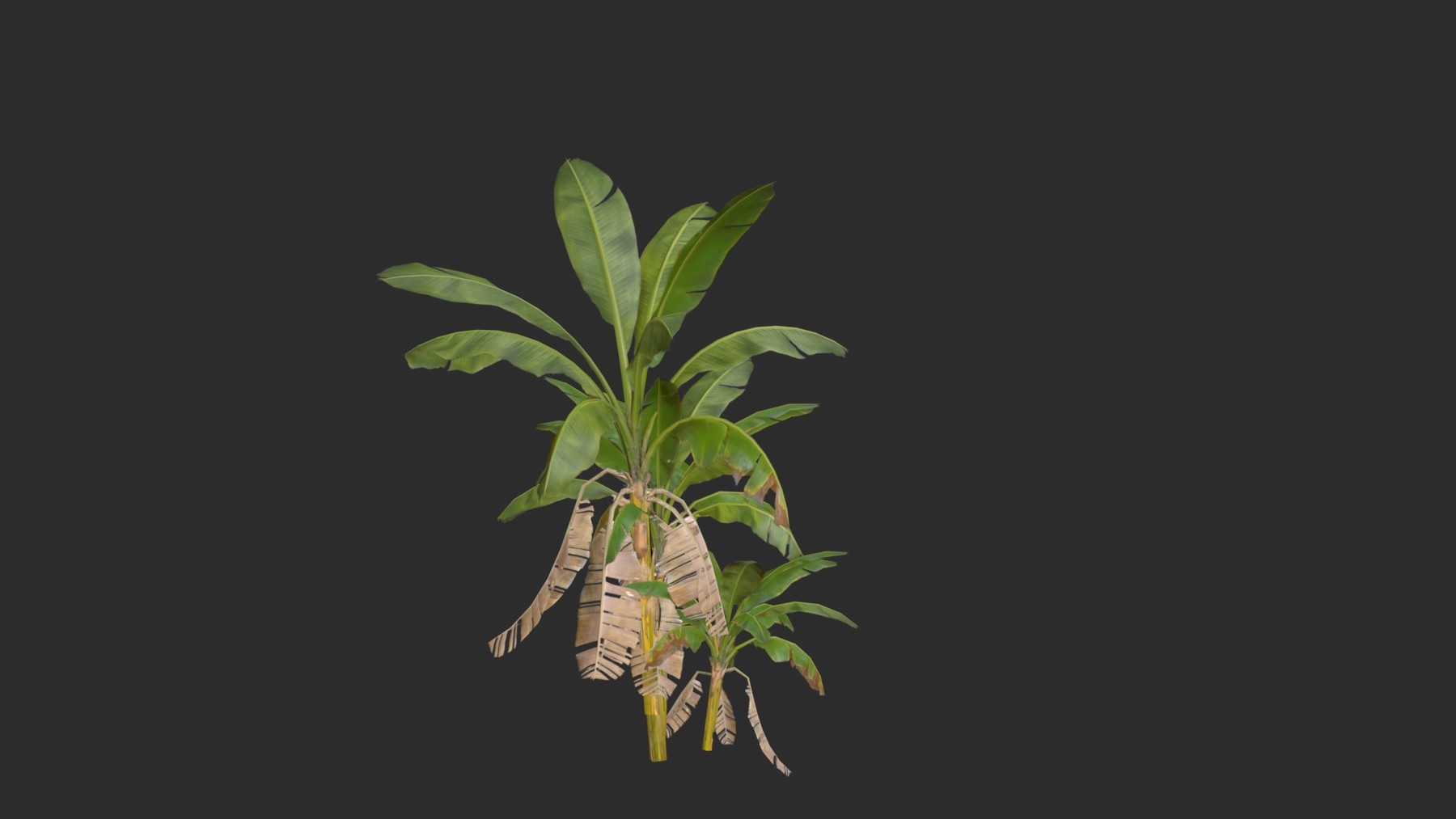 Artstation - Banana Trees Collection 