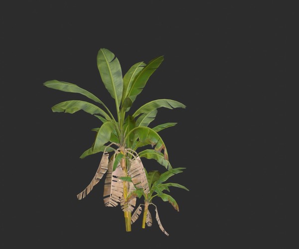 ArtStation - Banana Trees Collection | Game Assets