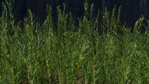 Goldenrod Meadow Patch