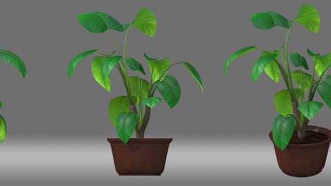 Potted Plant