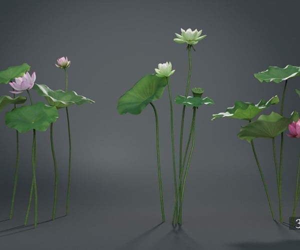 ArtStation - 3D Flower |Lotus Collection vol07 | Resources