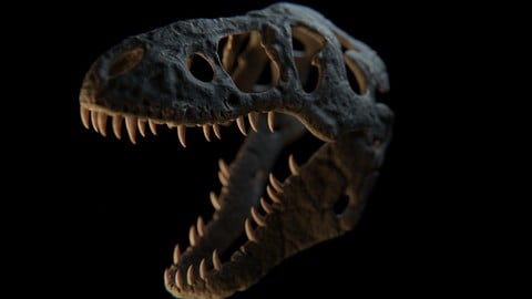 T-Rex skull model