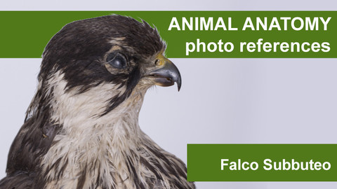 Animal anatomy photo references Falco Subbuteo