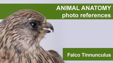 Animal anatomy photo references Falco Tinnunculus