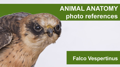 Animal anatomy photo references Falco Vespertinus