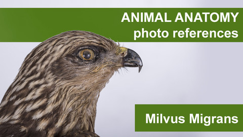 Animal anatomy photo references Milvus Migrans