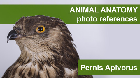 Animal anatomy photo references Pernis Apivorus