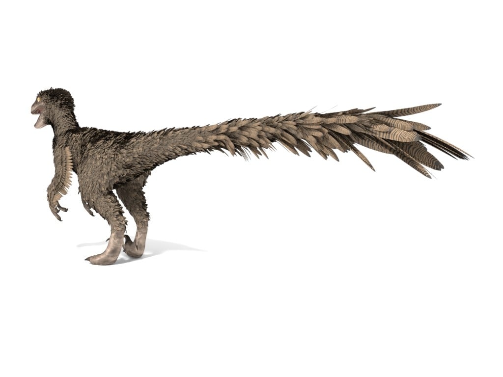 56826 - safe, artist:gabichan00, deinonychus, dinosaur, raptor, theropod,  feral, 2d, 2d animation, ambiguous gender, animated, feathers, frame by  frame, gif, run cycle, running, side view, solo, solo ambiguous - Furbooru