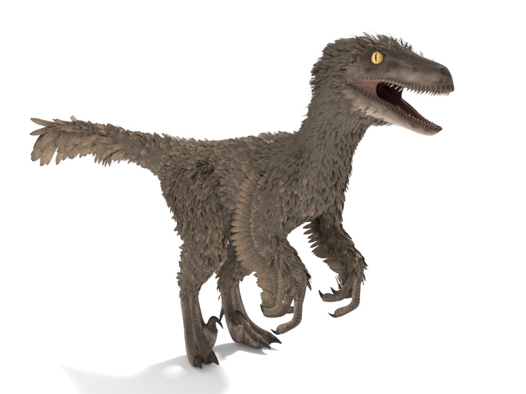 velociraptor had feathers