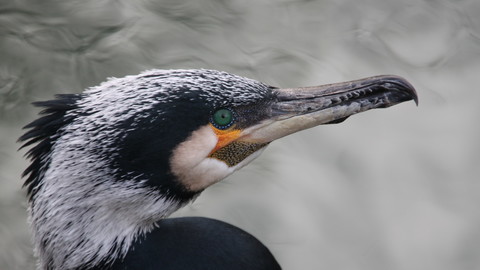 Bird Photo Reference Pack