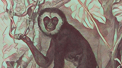 Gibbon