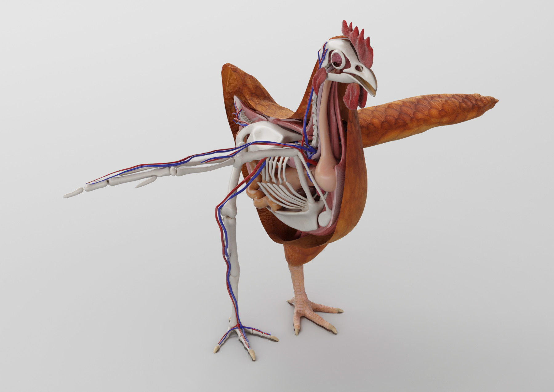ArtStation - Chicken anatomy in T-pose for rigging 3D model | Resources